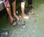 Langkawi island hopping
