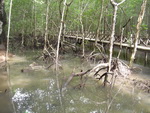 langkawi islang mangrove tour taxi teksi