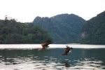 langkawi islang mangrove tour taxi teksi
