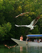 langkawi islang mangrove tour taxi teksi
